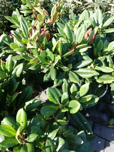 Rododendron Simona, Rhododendron, 30 - 50 cm, kont. 5l