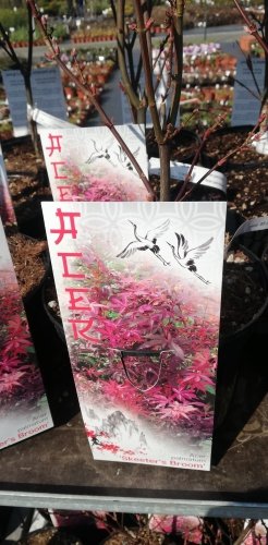 Javor dlaňolistý Skeeter's Broom, Acer palmatum,  kontajner C3,  40-60 cm