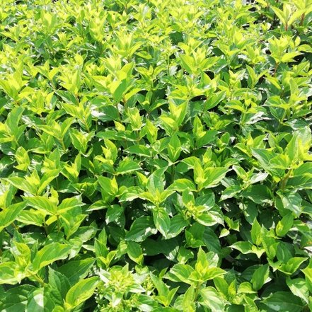 Hortenzia metlinatá Skyfall, Hydrangea paniculata 40 - 60 cm, kont. 3l