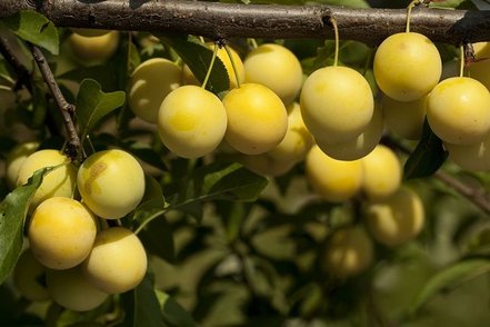 Ringlota – Slivka talianská Ulena, Prunus domestica. Italica 130 - 150 cm, kont. 3,5 l