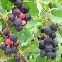 Muchovník jelšolistý Smoky, Amelanchier alnifolia kont. 0,5 l