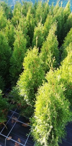 Tuja západná Smaragd Light, Thuja occidentalis 40 - 60 cm, kont. 3l