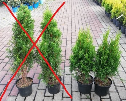 Tuja západná Smaragd, Thuja occidentalis 40 - 60 cm, kont. 3l