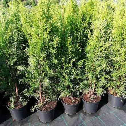 Tuja západná Smaragd, Thuja occidentalis 40 - 60 cm, kont. 3l