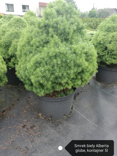 Smrek biely, Picea Glauca Alberta globe, kont 5l, 60-80cm