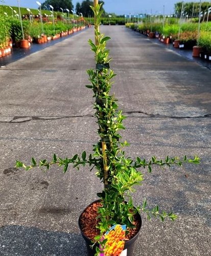 Hlohyňa šarlatová Soleil d'Or', Pyracantha coccinea, + 35 cm, kontajner 2l