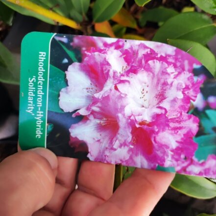 Rododendron Solidarity, Rhododendron 30 - 50 cm, kont. 5l