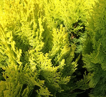 Tujovec východný Southport , Platycladus orientalis, 40 – 60 cm, kontajner 3l