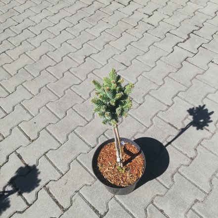 Smrek pichľavý Stanley Pygmy(na kmeni), Picea pungens 30 - 35 cm, kont. 3l