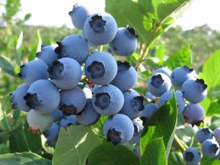 Čučoriedka Spartan, Vaccinium corymbosum, kont. sadenica