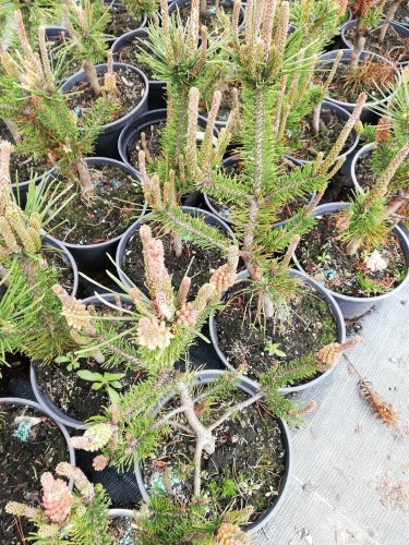 Borovica stočená Spanish Dwarf, Pinus contorta, 20 - 60 cm, kont. 3l