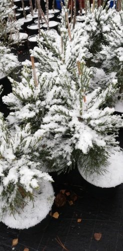 Sekvojovec mamutí Glaucum, Sequoiadendron giganteum Glaucum, 60 - 100 cm, kontajner 5l