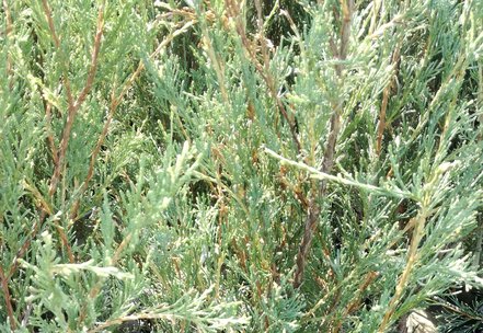 Borievka skalná Silver Star, Juniperus scopulorum, 40 - 60 cm, kont. 3l