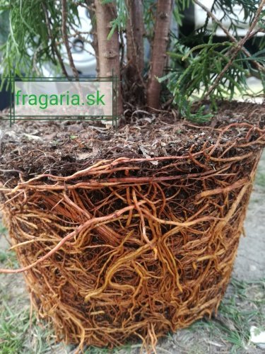 Tuja západná Smaragd, Thuja occidentalis 100 cm, kont. 5l
