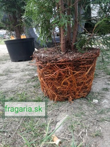 Tuja západná Smaragd, Thuja occidentalis 100 cm, kont. 10l