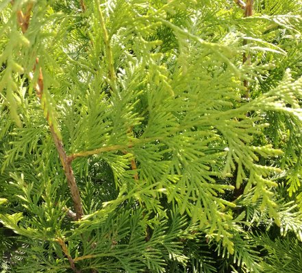 Tuja riasnatá Sunshine, Thuja plicata, 60 - 70 cm, kont. 3l