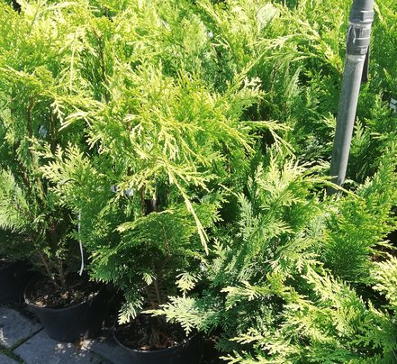 Cypruštek Lawsonov Stardust, Chamaecyparis lawsoniana 30 - 40 cm, kont. 3l