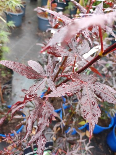 Javor dlaňovitolistý Starfish, Acer palmatum , kontajner C 3, 40 - 50 cm