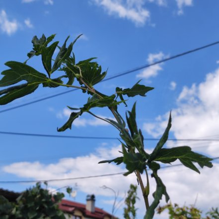 Lipa malolistá, Tilia cordata, 170 – 230 cm, kontajner 7l