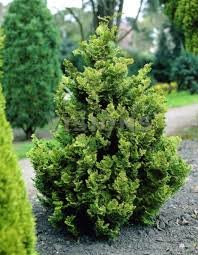 Cypruštek tupolistý Marian, Chamaecyparis obtusa, 10 - 10 cm, kont. 3l
