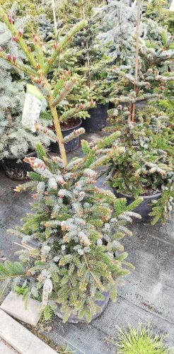 Smrek dvojfarebný, Picea bicolor, kont 10 l, + 100 cm