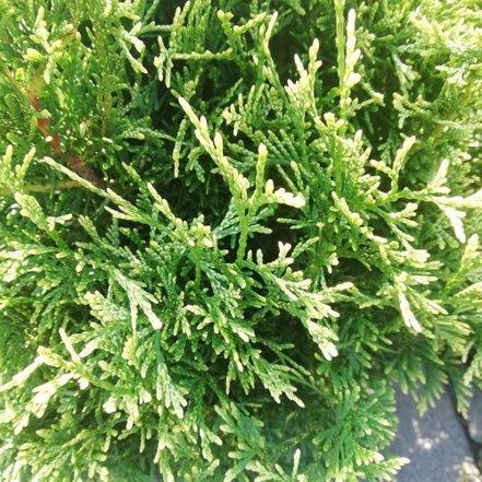 Tuja západná Stolwijk, Thuja occidentalis 40 - 60 cm, kont. 3l