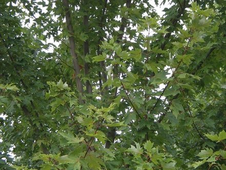 Javor strieborný, Acer  saccharinum , 140 - 170 cm, kont. 3I
