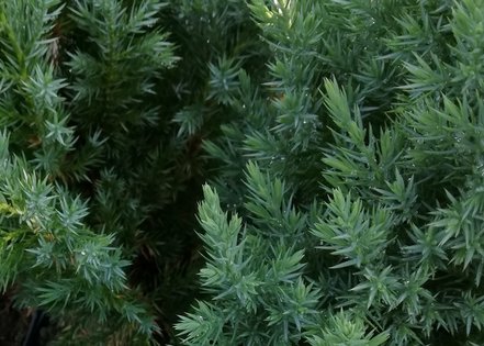 Borievka čínska Stricta, Juniperus chinensis 40 - 50 cm, kont. 3l