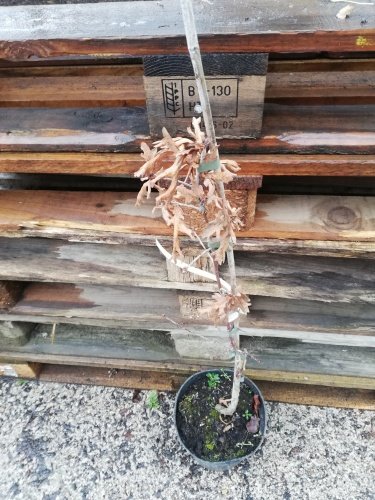 Dub letný Strypemonde, Quercus robur, kontajner C2, 30-60 cm