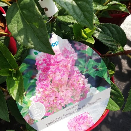 Hortenzia metlinatá Sundae Fraise, Hydrangea paniculata, kmeň +100 cm, kont. 10