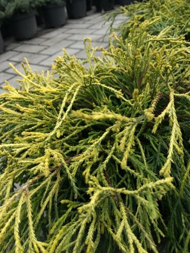 Cypruštek hrachonosný Sungold, Chamaecyparis pisifera 15 - 20 cm, kont. 3 l