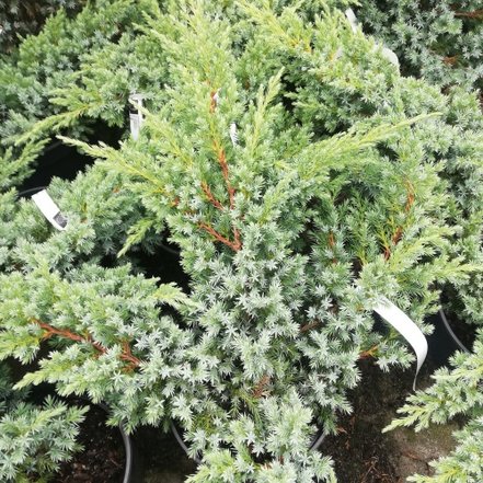 Borievka šupinatá Blue Swede, Juniperus squamata 30 - 40 cm, kont. 3l