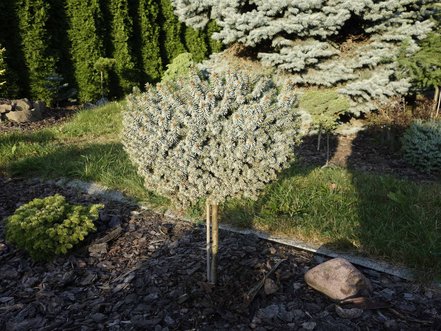 Smrek sitkanský Pevè Wiesje, Picea sitchensis, 30 - 35 cm na kmienku, kont. 3l