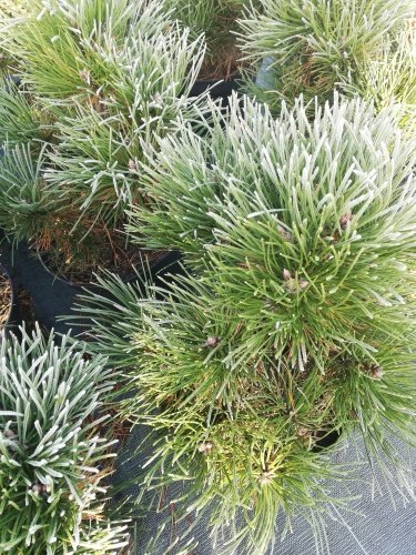 Borovica čierna Syców, Pinus nigra +70 cm, kont. 30l