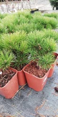 Borovica čierna Syców, Pinus nigra 30 - 40 cm, kont. 3l