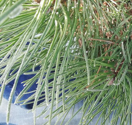 Borovica čierna Syców, Pinus nigra 30 - 40 cm, kont. 3l