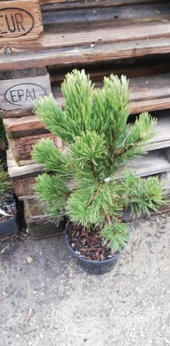 Borovica pyrenejská Tajga, Pinus uncinata 40 - 50 cm, kont. 5l