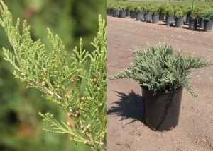 Borievka netatová Tamariscifolia, Juniperus sabina 40 - 60 cm, kont. 3l
