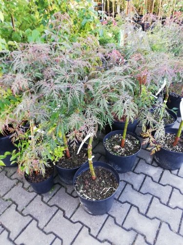 Javor dlaňovitolistý Tamukeyama, Acer palmatum , 30 – 40 cm, kontajner C 10