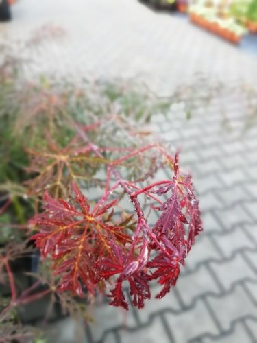 Javor dlaňovitolistý Tamukeyama, Acer palmatum , 30 – 40 cm, kontajner C 10