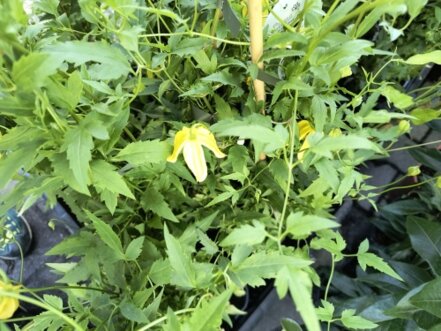 Plamienok Tangutica, Clematis, kontajner 3l