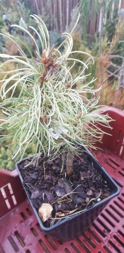 Borovica drobnokvetá Tanima no yuki, Pinus parviflora, kontajner C3 ,20-30 cm