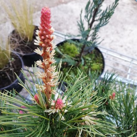 Borovica drobnokvetá Tanima no yuki, Pinus parviflora, kontajner C3 ,20-30 cm