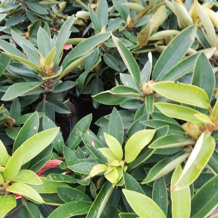 Rododendron Tarragona, Rhododendron 30 - 40 cm, kont. 5l