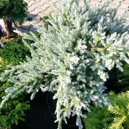 Borievka šupinatá Tropical Blue, Juniperus squamata 40 cm kmeň kont. 10l