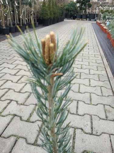 Borovica drobnokvetá Tempelhof, Pinus parviflora, kontajner C7 , výška 60-70 cm