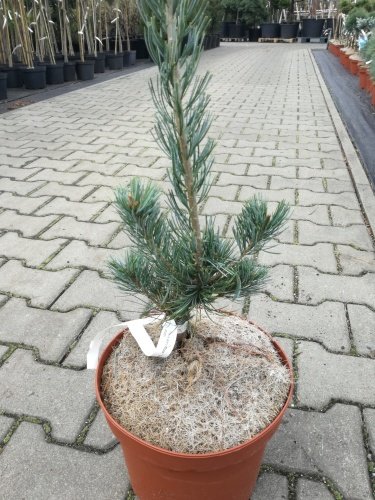 Borovica drobnokvetá Tempelhof, Pinus parviflora, kontajner C7 , výška 60-70 cm