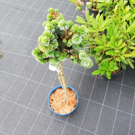 Smrek sitkanský Tenas, Picea sitchensis, na kmienku 40 - 70 cm, kontajner C5