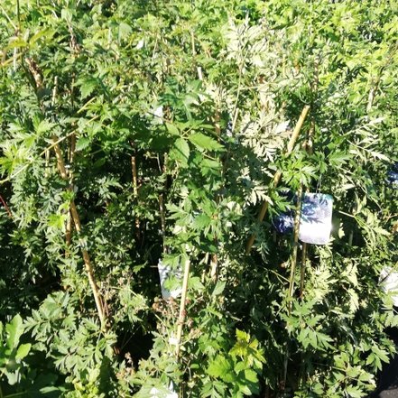 ČernicaThornless Evergreen, Rubus fruticosus 50 - 100 cm kont. 3l