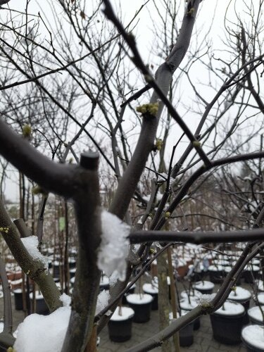 Judášovec kanadský texas White, Cercis canadensis, 160 – 200 cm, kontajner 15l